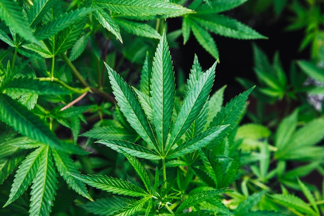 Cannabis Samen: Worauf Sie achten sollten
