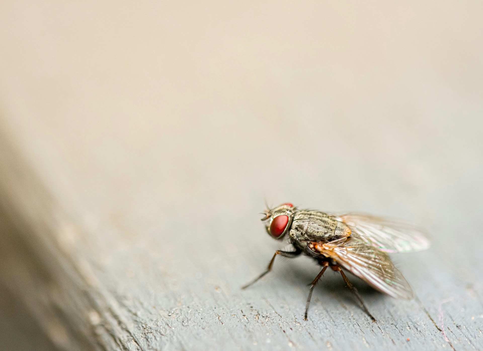 Montage ohne Bohren: Fliegengitter als Mietwohnungslösung