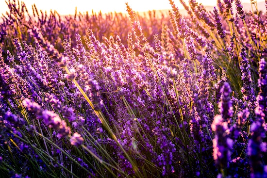 Die Geheimnisse der Pflege von Lavendel in Ihrem Garten