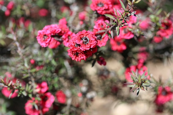 Wunderwaffe aus Neuseeland: Manuka Honig