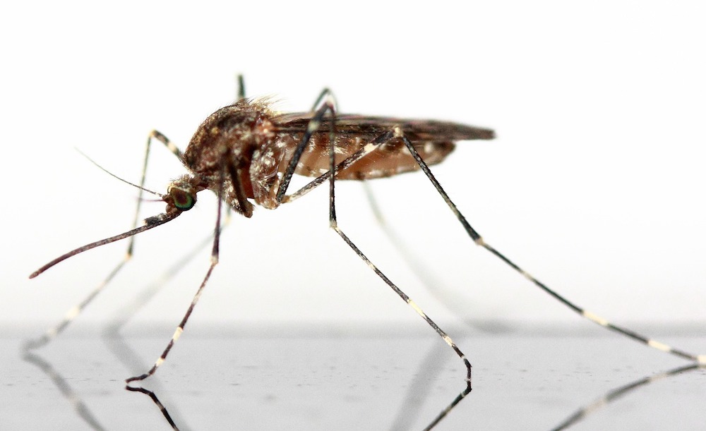 Insektenschutz im Sommer: So bleiben Sie stichfrei